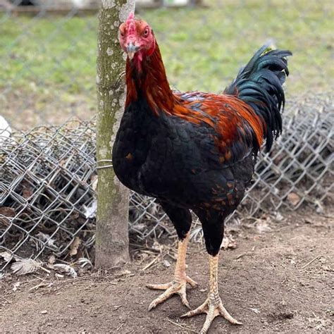 Aseel Chickens: Size, Eggs, Temperament and More