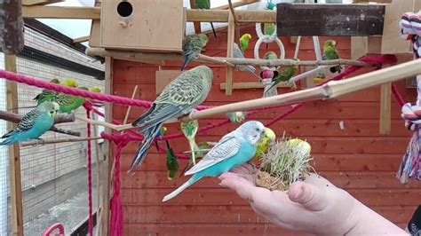 Budgerigars Singing