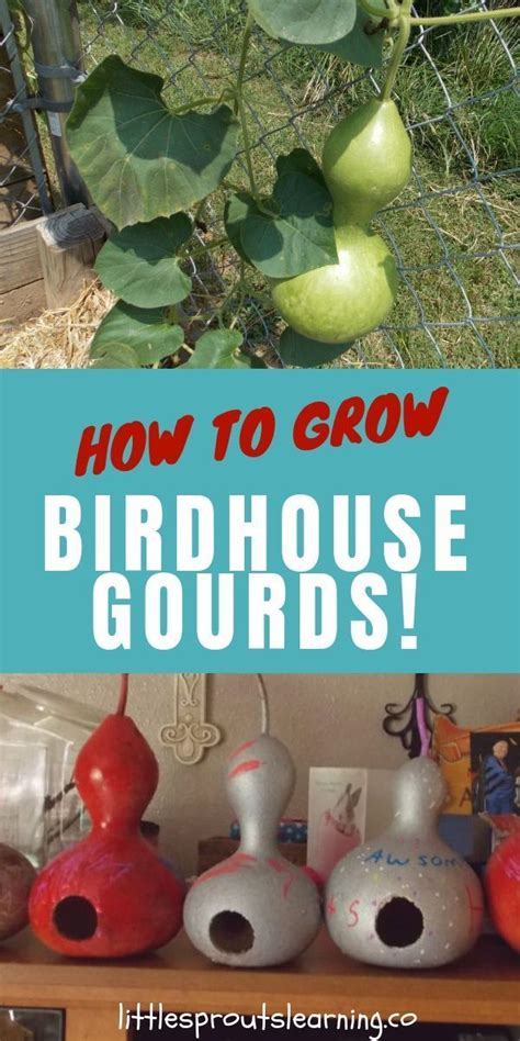 Growing birdhouse gourds for crafts is easier than you think. Drying gourds and making ...