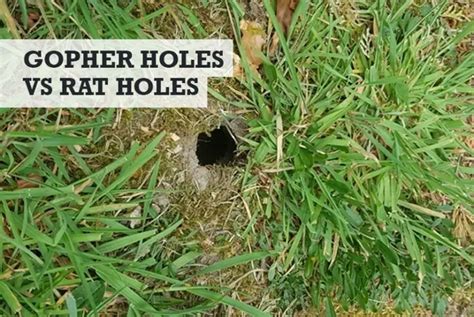 Gopher Holes vs Rat Holes: Telling the Difference