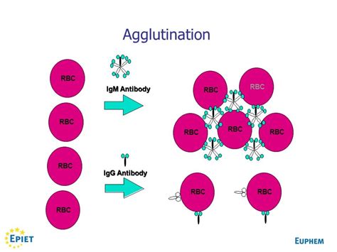 Agglutination and Blood Groups - Med Lab Study Hall