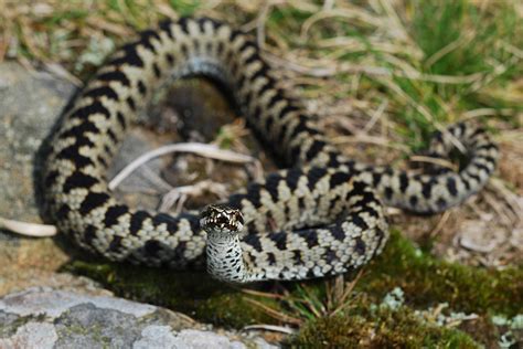 Yorkshire Field Herping and Wildlife Photography: The first neonate ...