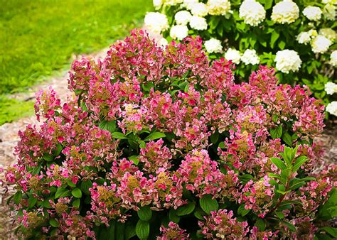 Little Quick Fire Hydrangea For Sale Online | The Tree Center