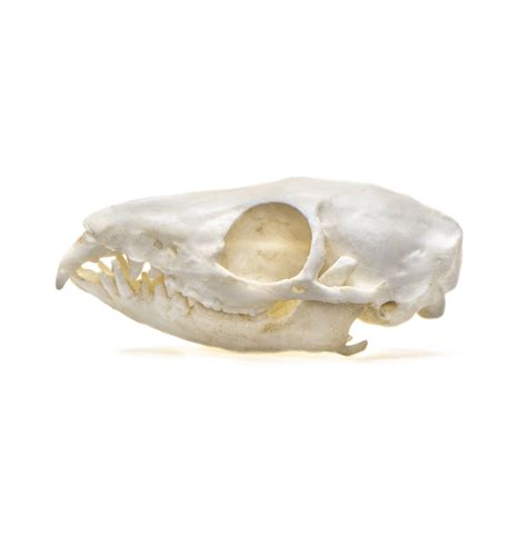 Tree Shrew Skull Replica