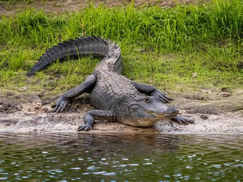 How Many Alligators Are In Lake Jesup?