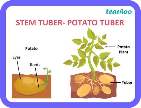 Give one example each of stem tuber and root tuber - Class 10 Teachoo