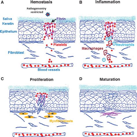 Different stages of wound healing. (A) Hemostasis: wound closure starts... | Download Scientific ...