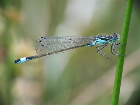 Blue-tailed Damselfly - British Dragonfly Society