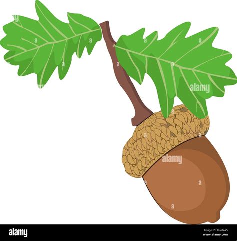 Acorn on a tree, illustration, vector on a white background Stock Vector Image & Art - Alamy