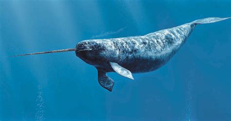 Interesting facts about Narwhals