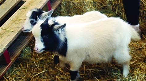 Goat cuddling for a purpose | Morning Ag Clips