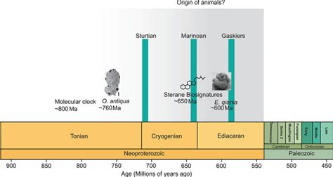 Diagram showing the timeline of the evolution of metazoans and... | Download Scientific Diagram