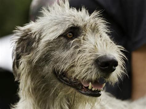 20 Shaggy Dog Breeds With Some Seriously Big Hair | Always Pets