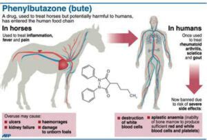 Phenylbutazone (Bute) Use in Horses - Bdneny Equine Therapy