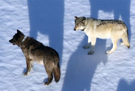 Research Report: Using Radio Collars to Study Yellowstone Wolves (U.S. National Park Service)