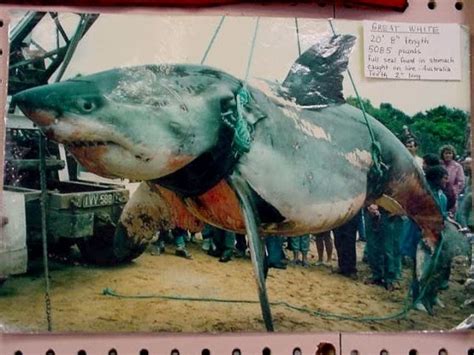 WORLD’S LARGEST SHARK EVER CAUGHT ~ Talk Of The World