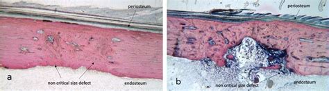 Stevenel's blue/ van Gieson's picrofuchsin stained samples for light... | Download Scientific ...