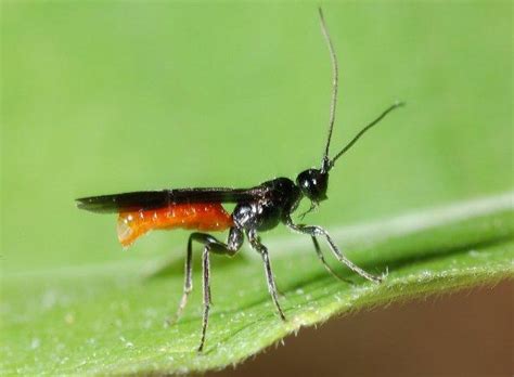 Braconid Wasps - Facts, Life Cycle, and Pictures