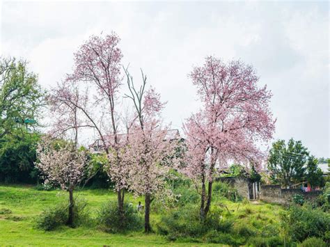 Shillong turns all shades of pink with cherry blossoms in full bloom, Shillong - Times of India ...