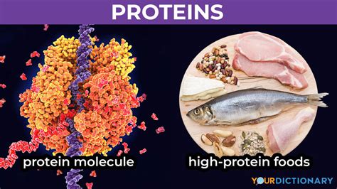 Examples Of Proteins In Foods