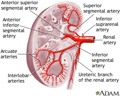 Kidney blood supply: MedlinePlus Medical Encyclopedia Image