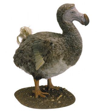 Dodo Birds Weren't 'Dodos' After All | Live Science