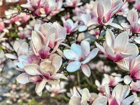 Magnolia Flower Meaning • Discover the most interesting facts about it