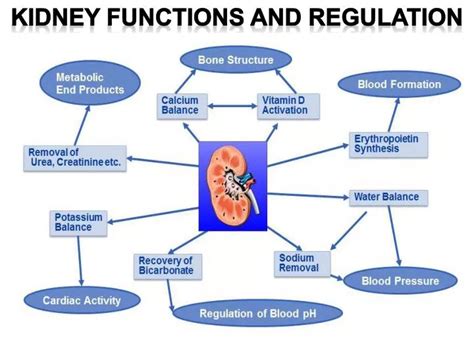 PPT - Kidney Functions and regulation PowerPoint Presentation, free ...