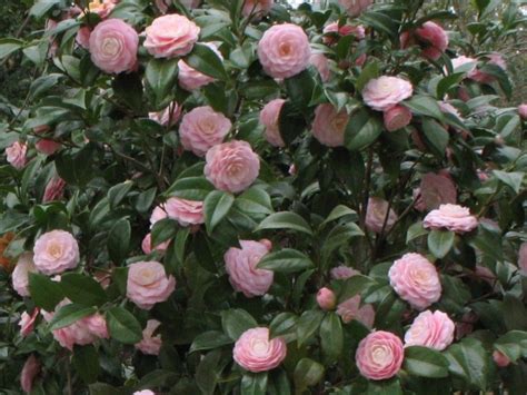 Gorgeous camelia | Camellia plant, Shade plants, Camellia flower