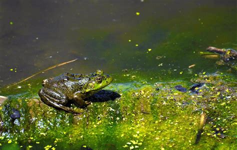 Swamp Frog Photograph by Donald Brice | Pixels