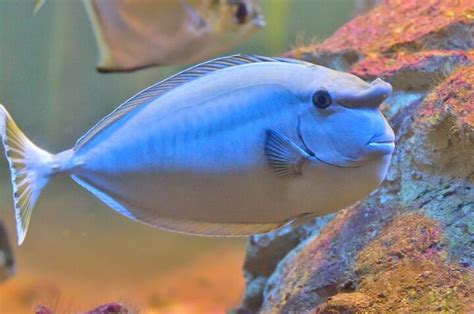 Unicornfish Fish Breed Information and Pictures - PetGuide | PetGuide