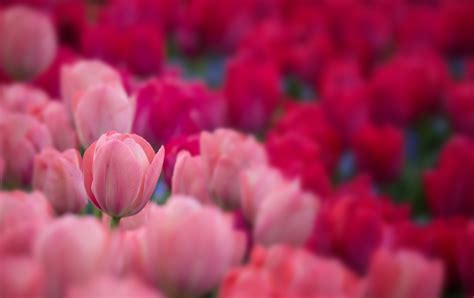 Free download | HD wallpaper: Tulips, 4K, 8K, Garden | Wallpaper Flare