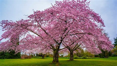Cherry Blossom tree and all you need to know about it!