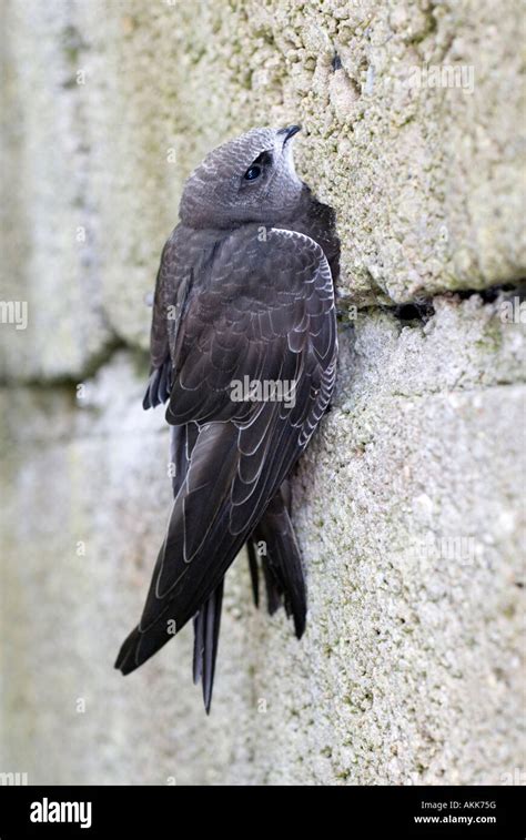 Common Swift (Apus apus), juvenile clinging to a wall Stock Photo: 15020715 - Alamy