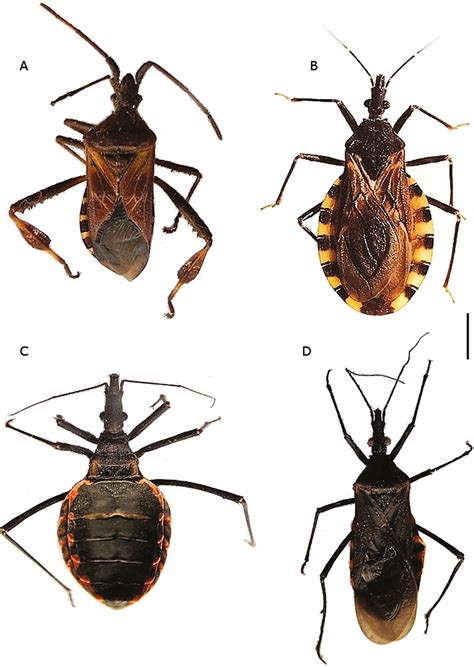 western conifer-seed bug and kissing bugs comparison - Entomology Today