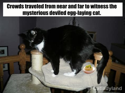 Catladyland: Cats are Funny: Cat Lays Deviled Eggs -- Happy Easter!