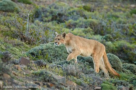 Patagonia Puma - Among nature's most dexterous animals, the puma can ...