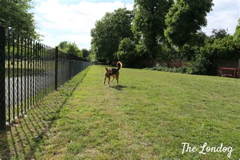 Are Dog Parks Fenced In