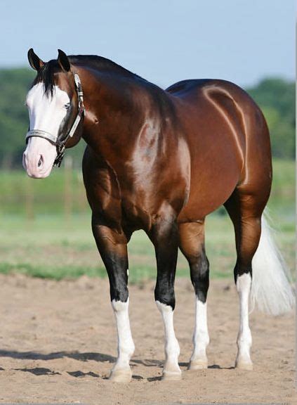 30 best Quarter Horse Colors images on Pinterest | Beautiful horses, Pretty horses and Horses