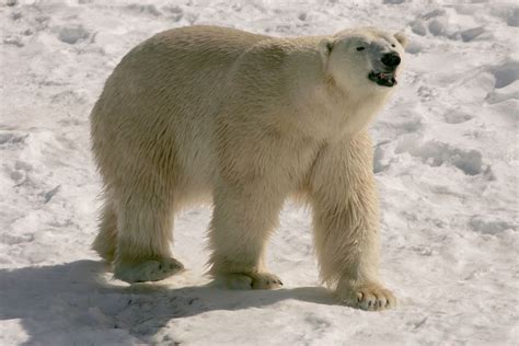 Polar Bears hibernation-like state during summer is not real, Study says