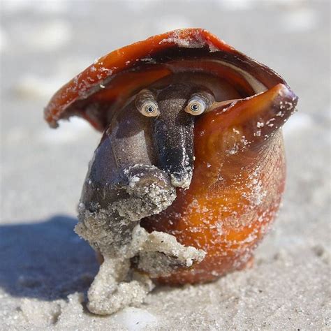 Florida Fighting Conch | Fighting conch, Conch snail, Weird animals