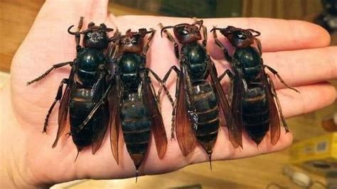 Asian Giant Hornet Pt 2 - AG INFORMATION NETWORK OF THE WEST