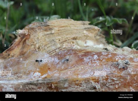 Some dead ants immersed and trapped in a pinewood resin on the grass Stock Photo - Alamy