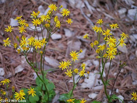 Ragwort Poisoning in Horses