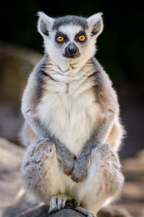 How to Help – Lemur Conservation Network