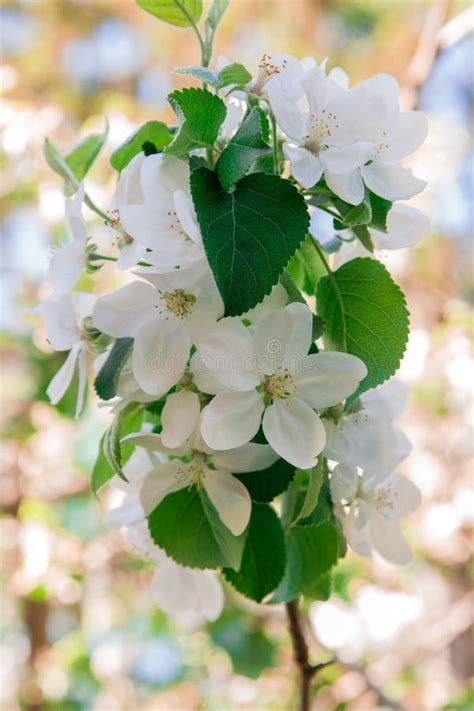 Apple Tree Blooms with Beautiful White Flowers Stock Photo - Image of ...