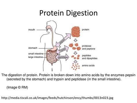 PPT - Gastrointestinal Pathophysiology PowerPoint Presentation, free download - ID:6597131