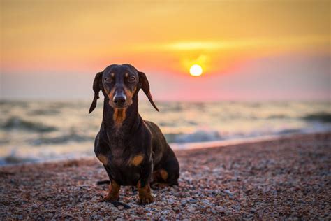 Dachshund Health Issues: A Thorough Prevention Plan