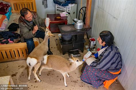 Tibetan family saves wild animals on 4,000-meter-high plateau | en ...