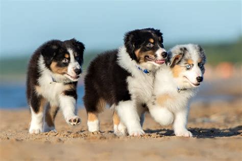 10 Best Australian Shepherd Breeders (2024): Our Top 10 Picks!